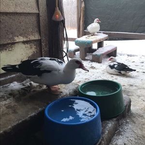 Meet your Posher, Holly